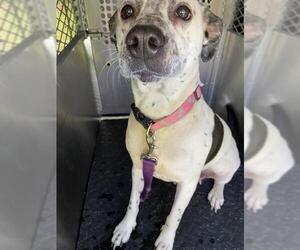 Dalmatian-Unknown Mix Dogs for adoption in Pasadena, TX, USA