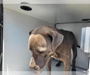 American Pit Bull Terrier-Labrador Retriever Mix Dogs for adoption in Houston, TX, USA