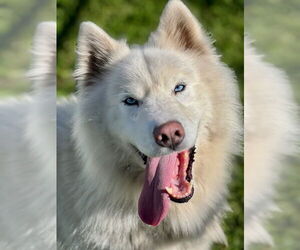 Samoyed-Unknown Mix Dogs for adoption in Santa Cruz, CA, USA