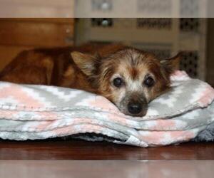 Chihuahua Dogs for adoption in Binghamton, NY, USA