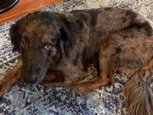 Australian Shepherd-Unknown Mix Dogs for adoption in Greensboro, GA, USA