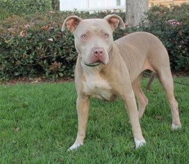American Staffordshire Terrier Dogs for adoption in El Segundo, CA, USA