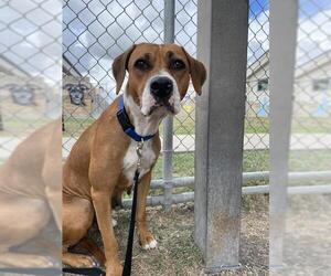 Boxer-Unknown Mix Dogs for adoption in Corpus Christi, TX, USA