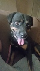 Medium Photo #1 Rottweiler-Unknown Mix Puppy For Sale in Phoenix, AZ, USA