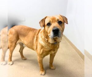 Labrador Retriever-Unknown Mix Dogs for adoption in Aurora, CO, USA