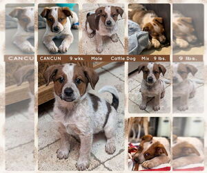 Mutt Dogs for adoption in Mesa, AZ, USA