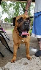 Bullmastiff Dogs for adoption in Chambersburg, PA, USA