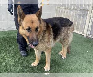 German Shepherd Dog Dogs for adoption in Corona, CA, USA