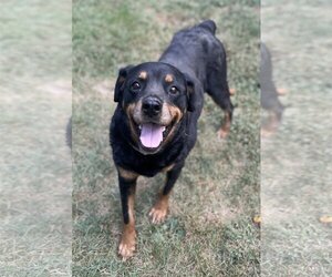 Rottweiler Dogs for adoption in Columbus, IN, USA