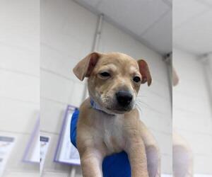 Chihuahua-Unknown Mix Dogs for adoption in Las Vegas, NV, USA