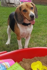 Medium Photo #1 Beagle Puppy For Sale in Fargo, ND, USA