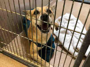 Shepradors Dogs for adoption in Martinez, CA, USA