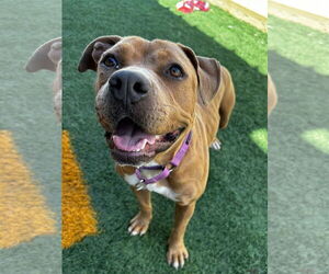 Bullypit Dogs for adoption in New Orleans, LA, USA