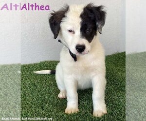 American Pit Bull Terrier-Border Collie Mix Dogs for adoption in San Diego, CA, USA