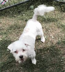 Maltese Dogs for adoption in Claremore, OK, USA