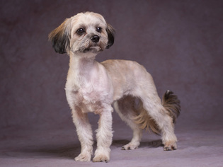 Shih Tzu Dogs for adoption in League City, TX, USA