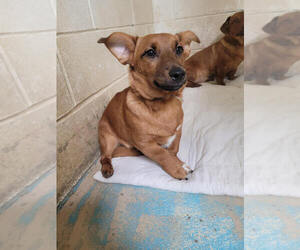 Dachshund-Unknown Mix Dogs for adoption in Linton, IN, USA