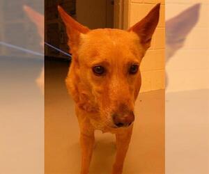 German Shepherd Dog-Unknown Mix Dogs for adoption in Sanford, FL, USA