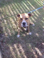 Boxer-Unknown Mix Dogs for adoption in Tom Bean, TX, USA