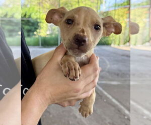 Chihuahua-Unknown Mix Dogs for adoption in Jefferson, NJ, USA