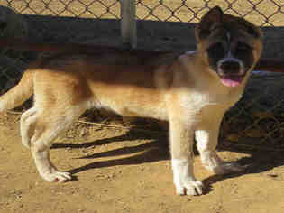 Akita Dogs for adoption in Ojai, CA, USA