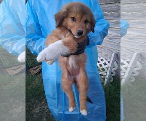 Golden Pyrenees Dogs for adoption in Grafton, WI, USA