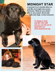 Labrador Retriever-Unknown Mix Dogs for adoption in Tehachapi, CA, USA