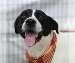 American Staffordshire Terrier-Unknown Mix Dogs for adoption in San Antonio, TX, USA