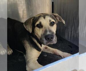 German Shepherd Dog-Unknown Mix Dogs for adoption in San Antonio, TX, USA
