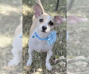Chihuahua-Unknown Mix Dogs for adoption in Phoenix, AZ, USA
