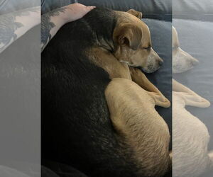 Medium Photo #21 American Staffordshire Terrier-Unknown Mix Puppy For Sale in Holly Springs, NC, USA