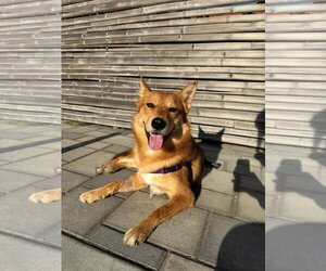 Shiba Inu Dogs for adoption in Menifee, CA, USA