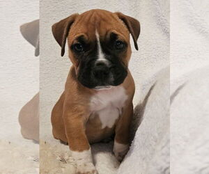 Bulldog Dogs for adoption in St. Louis Park, MN, USA