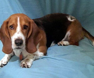 Basset Hound Dogs for adoption in Deepwater, NJ, USA