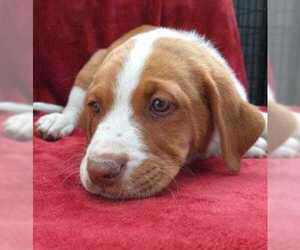 Labrador Retriever-Unknown Mix Dogs for adoption in Rio Rancho, NM, USA