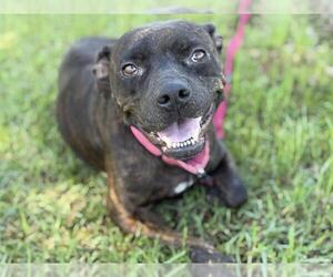 American Bulldog-Unknown Mix Dogs for adoption in Tallahassee, FL, USA