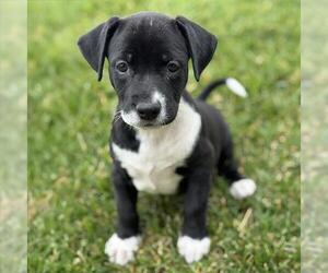 Labrador Retriever-Unknown Mix Dogs for adoption in San Diego, CA, USA