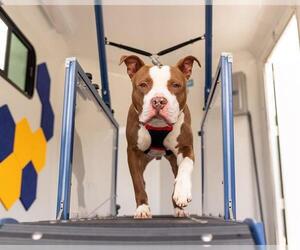 American Staffordshire Terrier-Unknown Mix Dogs for adoption in Raleigh, NC, USA