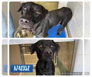 Mutt Dogs for adoption in San Antonio, TX, USA