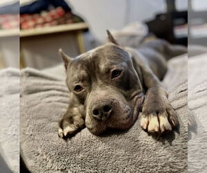 American Pit Bull Terrier Dogs for adoption in Alexandria, VA, USA