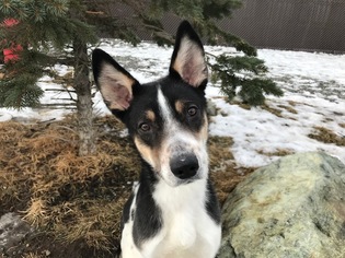 Mutt Dogs for adoption in Palmer, AK, USA