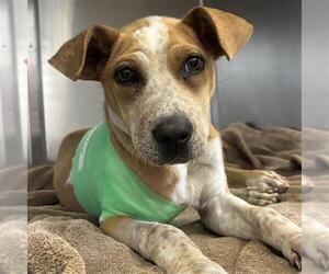 Mutt Dogs for adoption in San Antonio, TX, USA