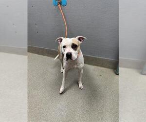 American Pit Bull Terrier-Unknown Mix Dogs for adoption in Las Vegas, NV, USA