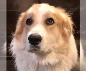 Great Pyrenees Dogs for adoption in Crossville, TN, USA