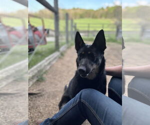 Mutt Dogs for adoption in Mouth Of Wilson, VA, USA