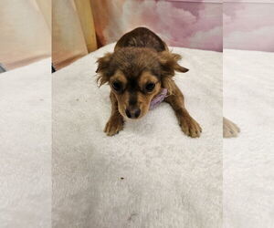 Chihuahua-Unknown Mix Dogs for adoption in Metairie, LA, USA