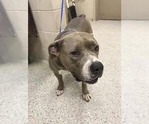 American Pit Bull Terrier Dogs for adoption in Conroe, TX, USA