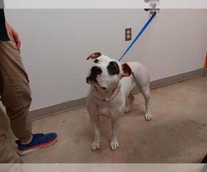 American Pit Bull Terrier-Dalmatian Mix Dogs for adoption in Pueblo, CO, USA