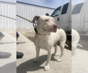 American Pit Bull Terrier Dogs for adoption in Bakersfield, CA, USA