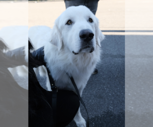 Great Pyrenees Dogs for adoption in Brooklyn, NY, USA